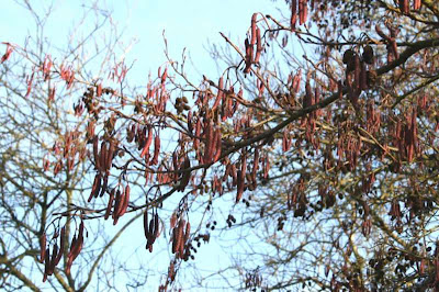 alder catkins cones