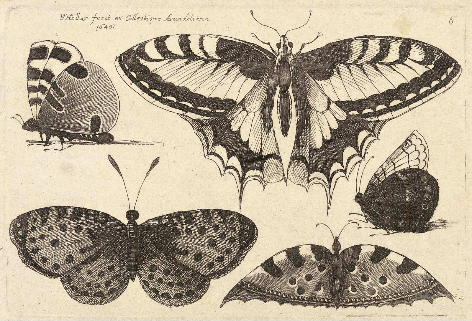 Vintage Ephemera Etching of butterflies 1646