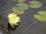 Lilly Pads