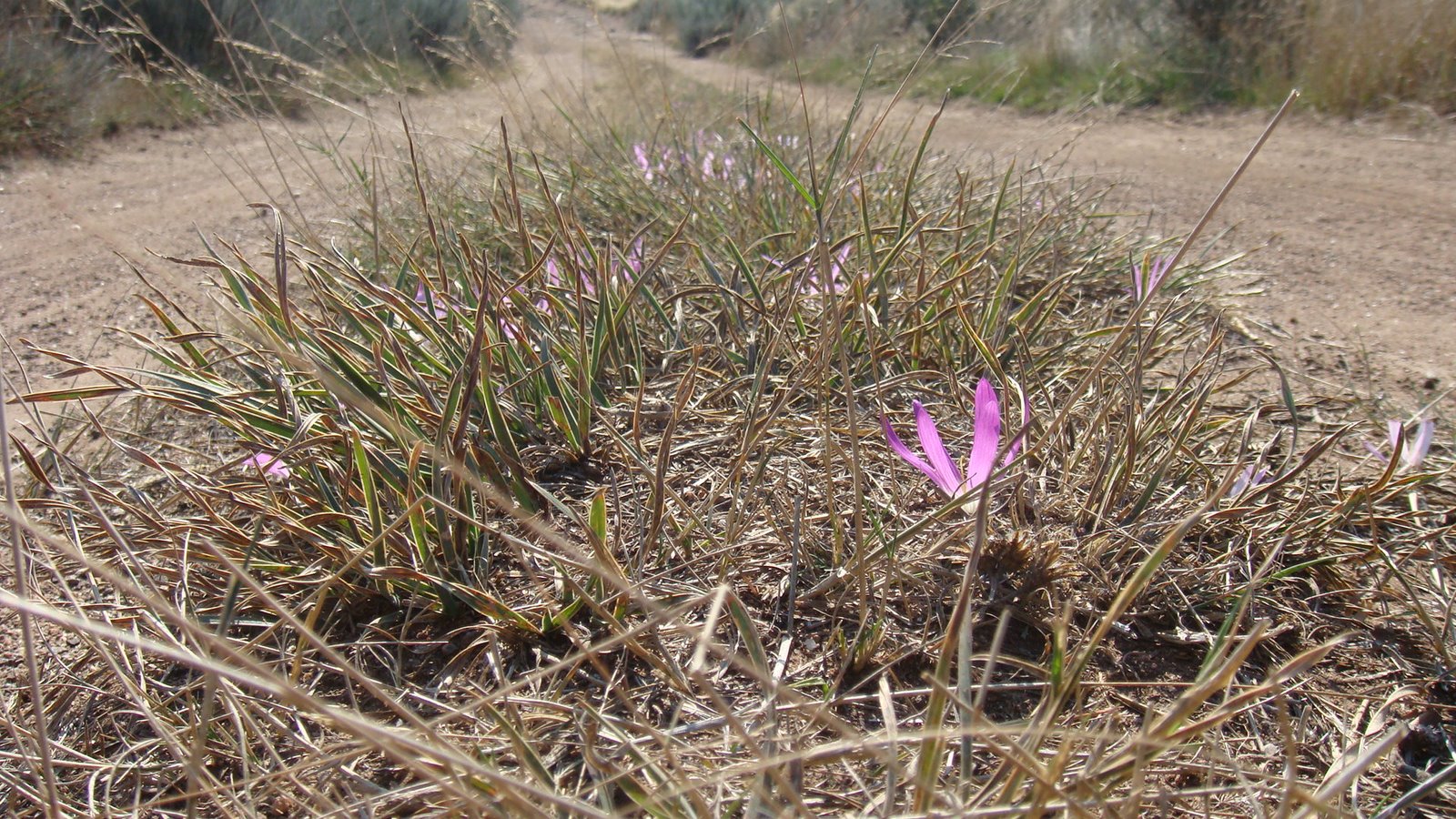 [031-+merendeira.JPG]