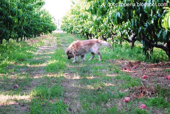 Godi Fanciullo Mio Stato Soave Stagion Lieta è Cotesta cobrizo: luglio 2010