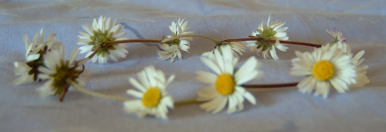 Elysium How to Make a Daisy Chain