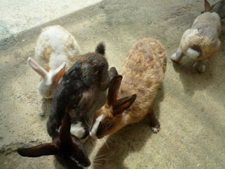 カヤマ島のウサギ