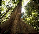 The biggest tree in Borneo (BTRF)