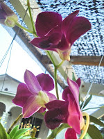 Orkid Dendrobium