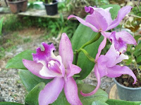 Cattleya Purple