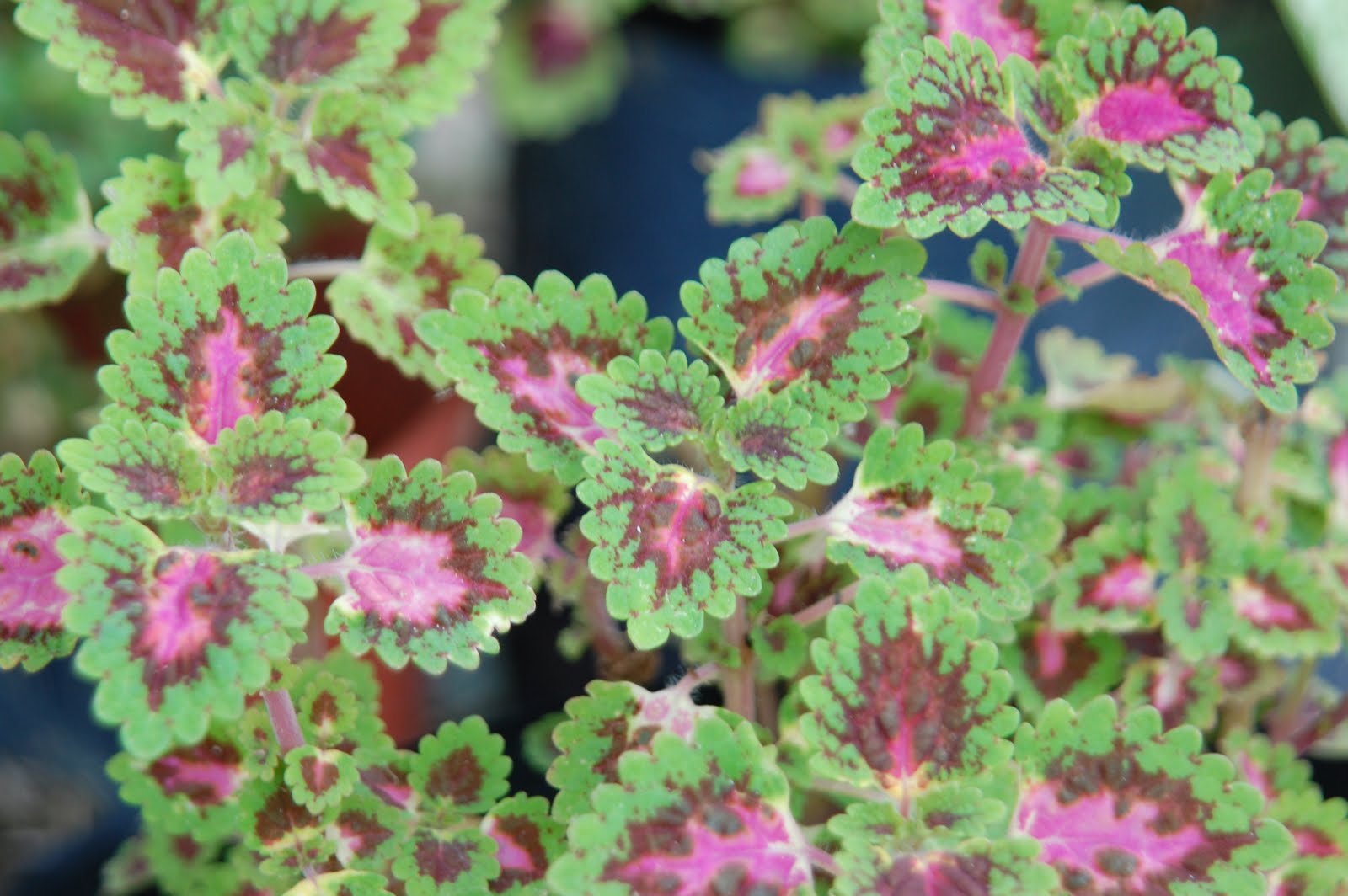 Herba: Koleksi Pokok Ati-ati