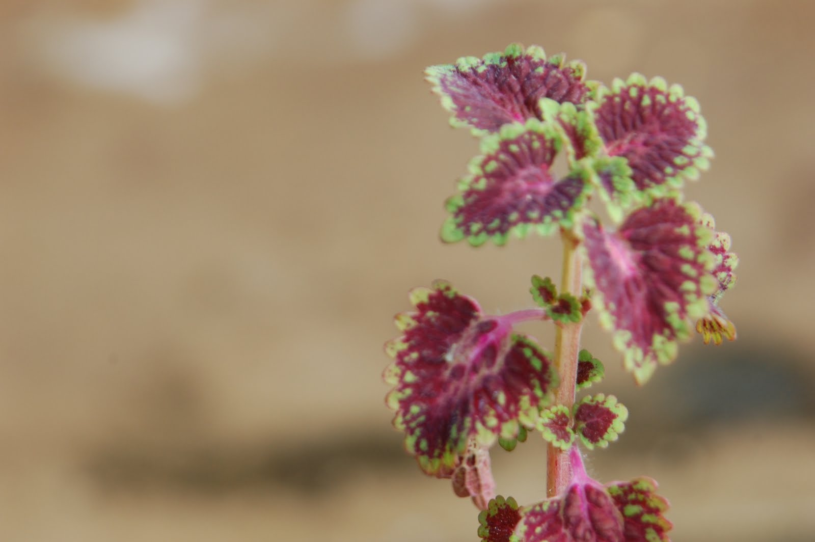 Herba: Koleksi Pokok Ati-ati