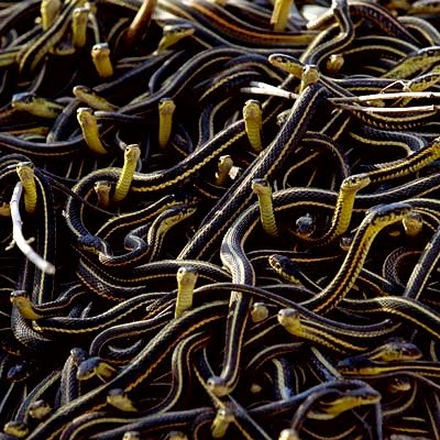 [Ninho+de+cobras.jpg]