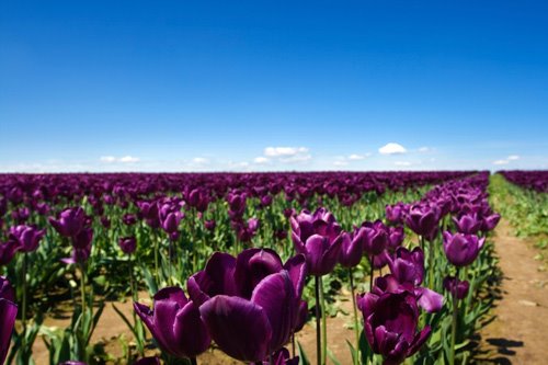 [Endless-tulips.jpg]