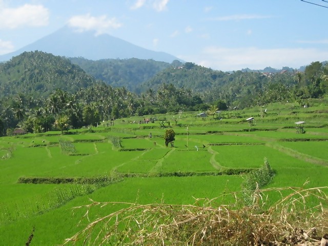 Rice_padi_with_G.Batukau_backdrop.jpg