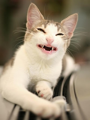 cat_20dracula_small.jpg