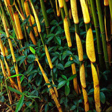 Fargesia robusta-Green Screen Bamboo