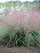Eragrostis spectabalis-Purple Love Grass