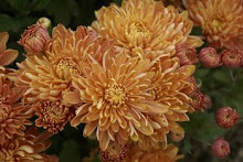 Mum-Chrysanthemum