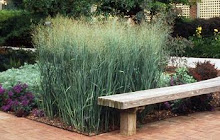 Panicum virgatum-Switch Grass