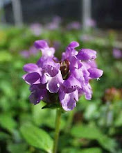 Prunella-Self Heal, Heal All