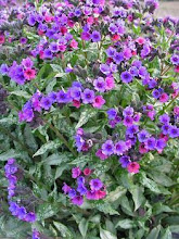 Pulmonaria-Lungwort