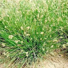 Sesleria caerulea-Moor Grass