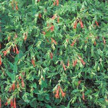 Zauschneria(Zosh-neer-ee-uh)-California Fuchsia