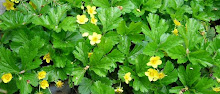 Waldsteinia ternata-Barren Strawberry