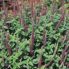 Teucrium hircanicum-Iranian Wood Sage