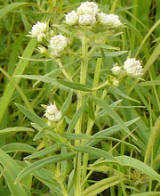 Pycnanthemum virginicum-Virginia Mountain Mint