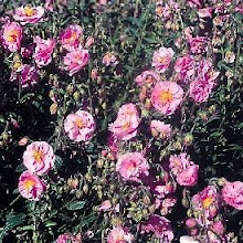 Helianthemum-Rock Rose or Sun Rose