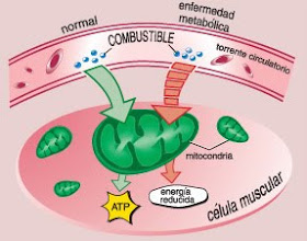 qué es metabolismo muscular