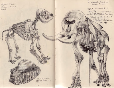 Elephant d'Asie, Elephas maximus, Jeune et molaire & Elephant d'Afrique, Loxodonta africana ou cyclotis, Femelle offerte par Philippe II à Louis XIV. Elle vécu 13 ans à la ménagerie royal, ce qui est exceptionnel pour l'époque et décéda en 1681. Elle fut disséqué et préparer par Claude Perrault (le frère de Charles) en présence du roy.