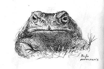 Crapeau cururu, bufo paracnemis