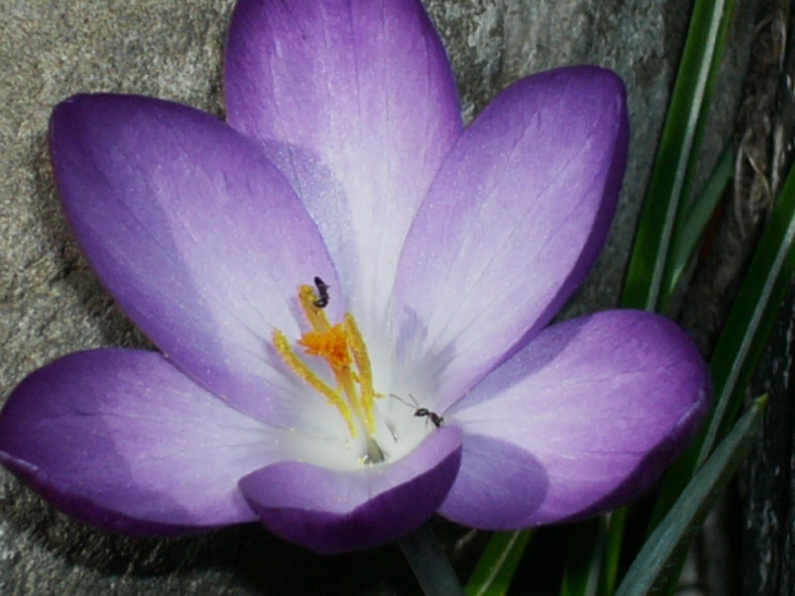 Il Fiore Della Smemorata Che Non Ricorda