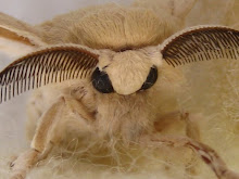 Mariposa de la seda de raza egipcia
