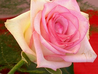 https://2.bp.blogspot.com/_VTrpu2o4O48/TLMLhDGJ2cI/AAAAAAAAAEc/Pp7m9a7ZJCg/s1600/kwiaty_letnie3.jpg