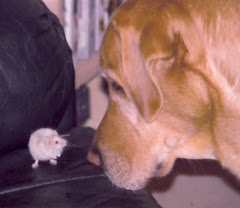 Monty and the Mouse