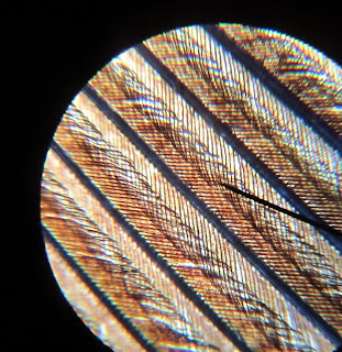 Princeton Nature Notes: A Not So True Blue Jay