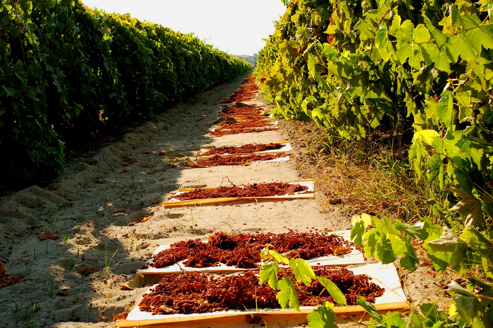 Central Valley Photos California Raisins