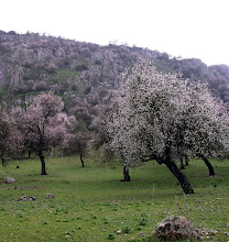 Almendros