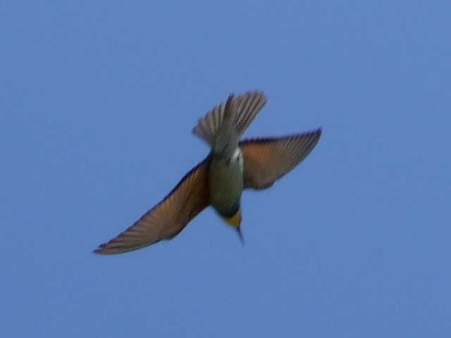 [Bee-eater.jpg]