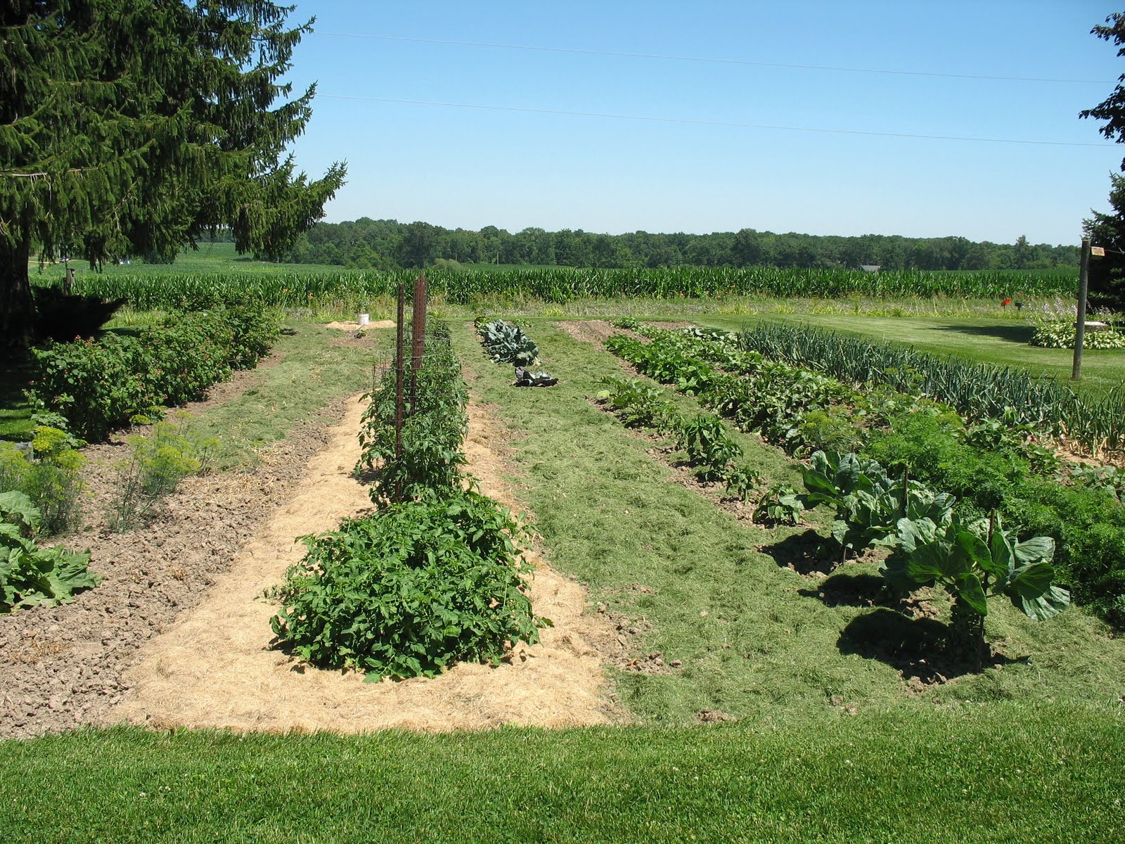 Larrys weed free vegetable garden Grass Clippings