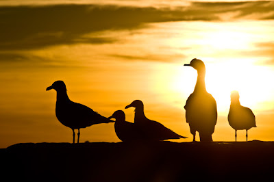 Isla de los Pajaros, Gaviotas Contraluz de Gaviotas y cormoran