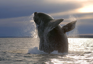 Ballena en Patagonia