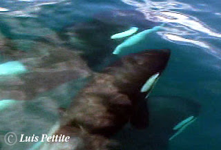 Orcas en Puerto Pirámides Península Valdés