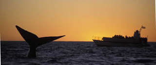 Capitán de Avistajes de Ballena Pinino Orri en Península Valdés navegando con el catamarán Pinino VII