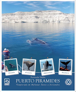 ballenas en Puerto Pirámides Península Valdés
