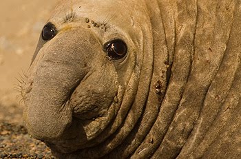 Elefantería de Punta Delgada Península Valdés Elefante marino en la playa