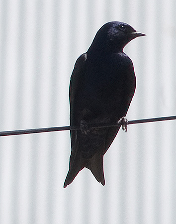 Golondrina Negra Ave migratoria de Península Valdés Golondrina Negra Ave migratoria de Península Valdés