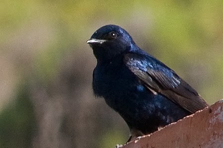 Golondrina Negra Ave migratoria de Península Valdés Golondrina Negra Ave migratoria de Península Valdés