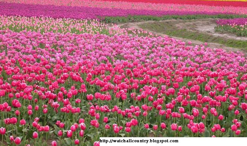 everydaywatchcountry: 26 - Roses farms in the Netherlands