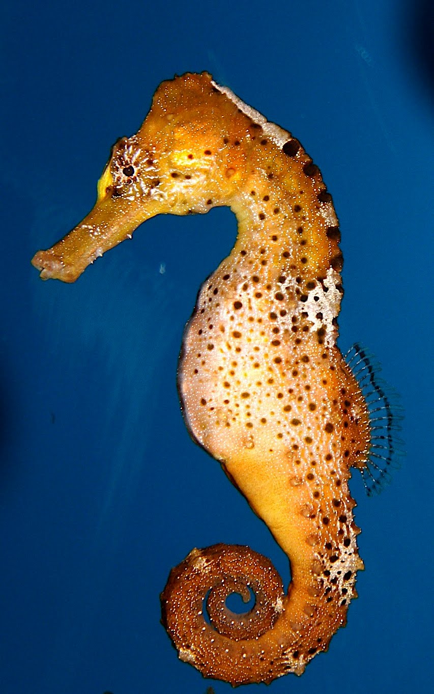 Coos River Dancing Seahorse at Newport Aquarium